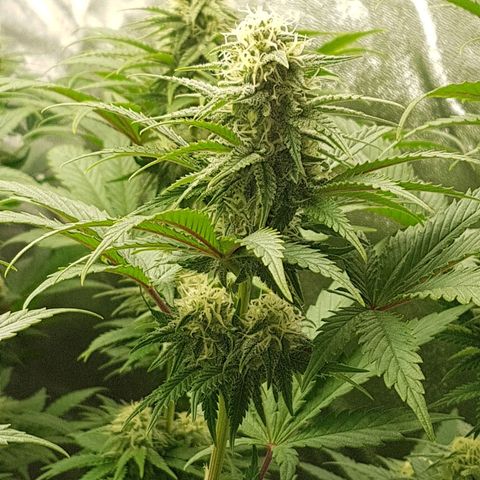 3xRuntz🤪&1xCritical🧐 growlog photo: ...und wie es riecht😚