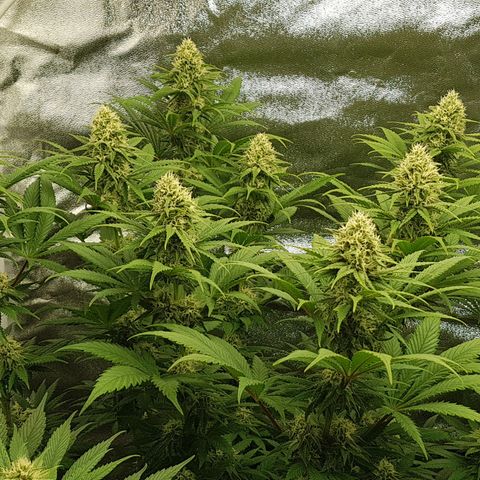 3xRuntz🤪&1xCritical🧐 growlog photo: ...und wie es riecht😚