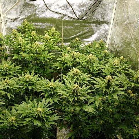 3xRuntz🤪&1xCritical🧐 growlog photo: ...und wie es riecht😚