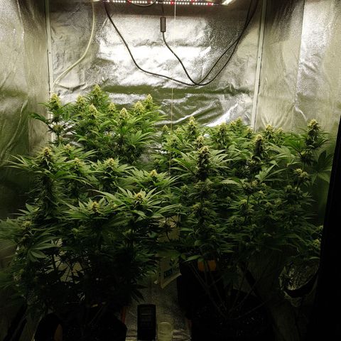 3xRuntz🤪&1xCritical🧐 growlog photo: ...und wie es riecht😚