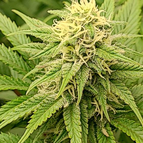 3xRuntz🤪&1xCritical🧐 growlog timeline photo