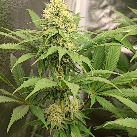 3xRuntz🤪&1xCritical🧐 growlog timeline photo