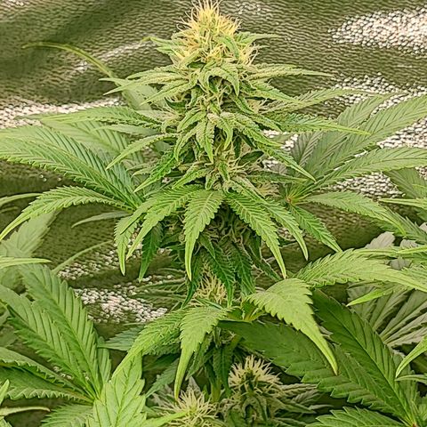 3xRuntz🤪&1xCritical🧐 growlog timeline photo