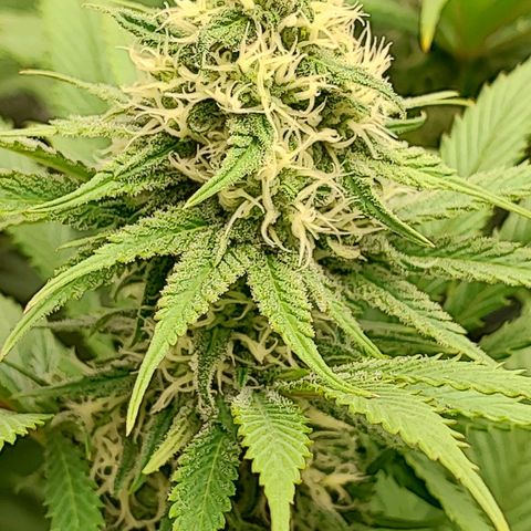 3xRuntz🤪&1xCritical🧐 growlog timeline photo