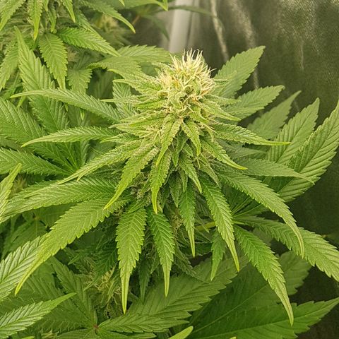 3xRuntz🤪&1xCritical🧐 growlog timeline photo
