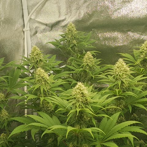 3xRuntz🤪&1xCritical🧐 growlog timeline photo