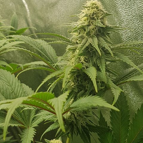 3xRuntz🤪&1xCritical🧐 growlog timeline photo