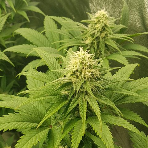 3xRuntz🤪&1xCritical🧐 growlog timeline photo