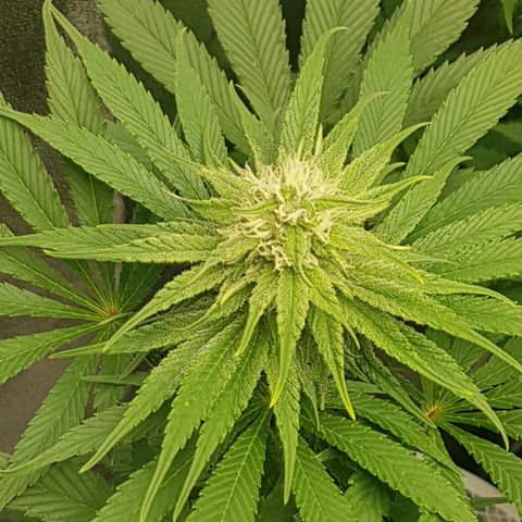 3xRuntz🤪&1xCritical🧐 growlog timeline photo