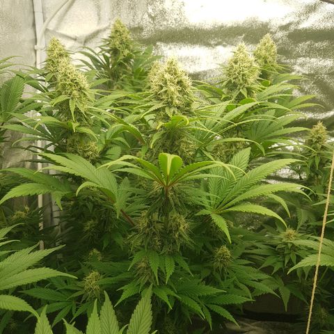 3xRuntz🤪&1xCritical🧐 growlog timeline photo