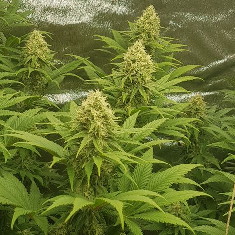 3xRuntz🤪&1xCritical🧐 growlog timeline photo