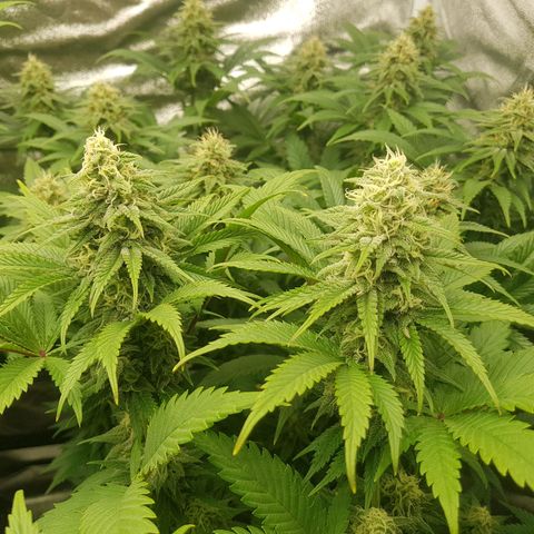3xRuntz🤪&1xCritical🧐 growlog timeline photo