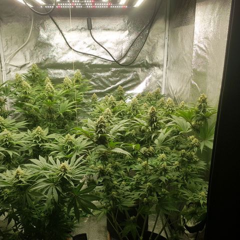 3xRuntz🤪&1xCritical🧐 growlog timeline photo