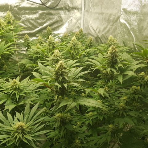 3xRuntz🤪&1xCritical🧐 growlog timeline photo