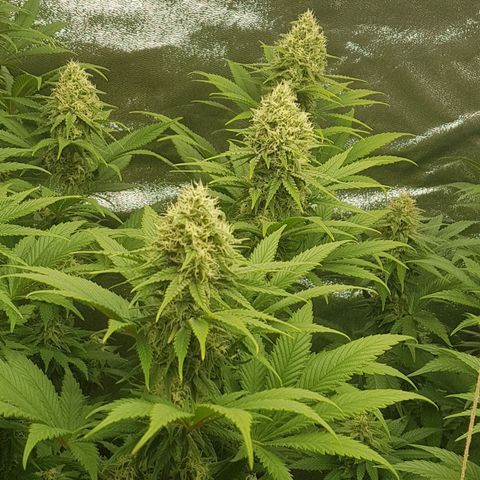 3xRuntz🤪&1xCritical🧐 growlog timeline photo