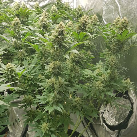 3xRuntz🤪&1xCritical🧐 growlog timeline photo