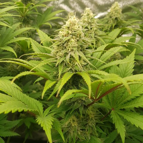3xRuntz🤪&1xCritical🧐 growlog timeline photo