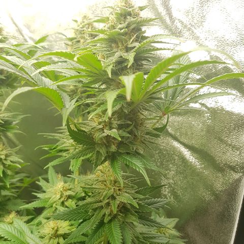 3xRuntz🤪&1xCritical🧐 growlog timeline photo