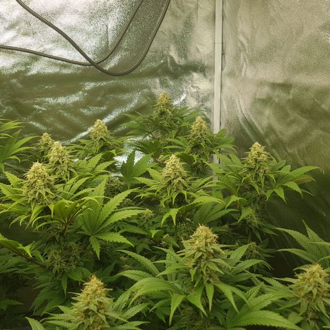 3xRuntz🤪&1xCritical🧐 growlog timeline photo