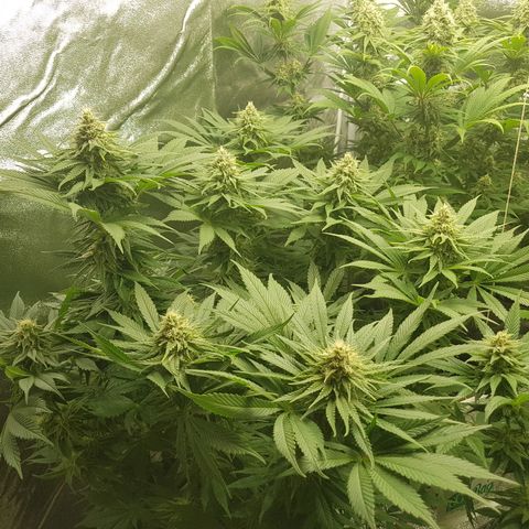 3xRuntz🤪&1xCritical🧐 growlog timeline photo