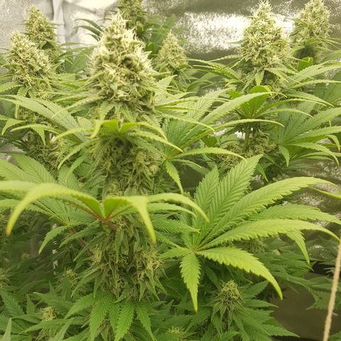 3xRuntz🤪&1xCritical🧐 growlog timeline photo
