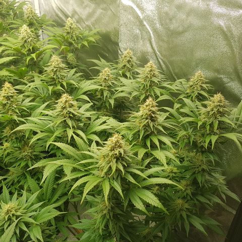 3xRuntz🤪&1xCritical🧐 growlog timeline photo