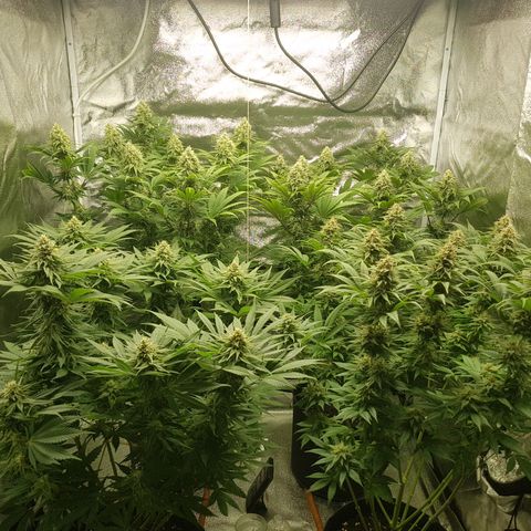 3xRuntz🤪&1xCritical🧐 growlog timeline photo