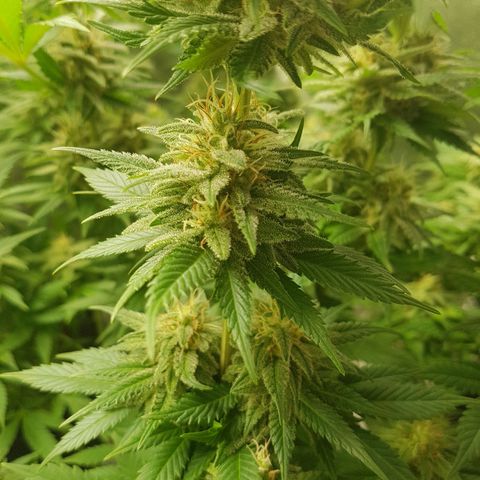 3xRuntz🤪&1xCritical🧐 growlog timeline photo