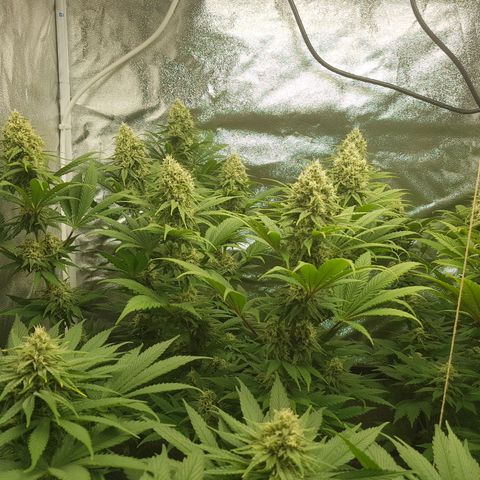 3xRuntz🤪&1xCritical🧐 growlog timeline photo