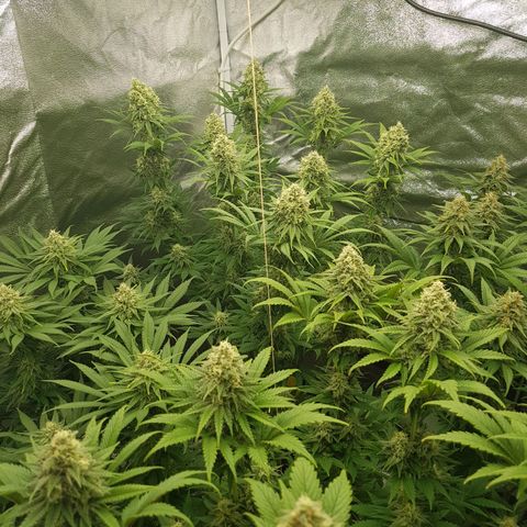 3xRuntz🤪&1xCritical🧐 growlog timeline photo
