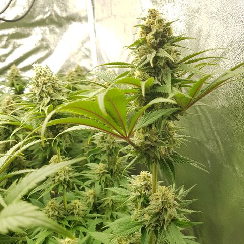 3xRuntz🤪&1xCritical🧐 growlog photo: 👻