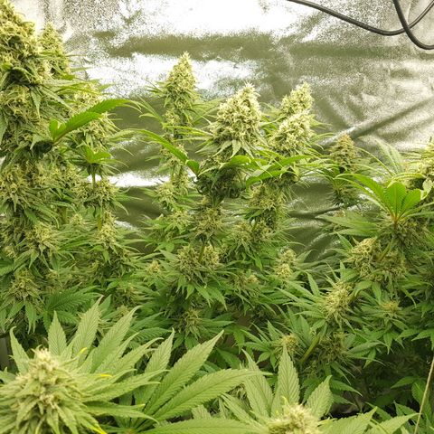 3xRuntz🤪&1xCritical🧐 growlog photo: 👻