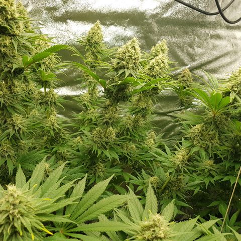 3xRuntz🤪&1xCritical🧐 growlog photo: 👻