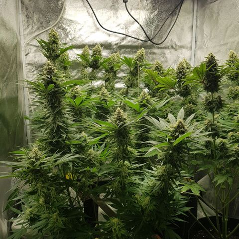 3xRuntz🤪&1xCritical🧐 growlog photo: 👻