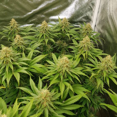 3xRuntz🤪&1xCritical🧐 growlog photo: 👻