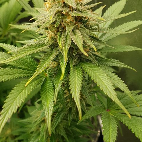 3xRuntz🤪&1xCritical🧐 growlog photo: Critical ist Samstag dran