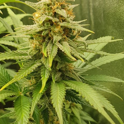 3xRuntz🤪&1xCritical🧐 growlog photo: Critical ist Samstag dran