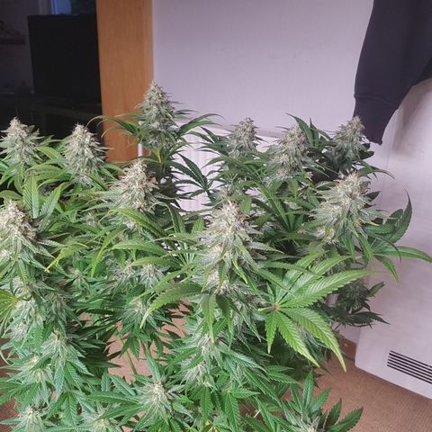 3xRuntz🤪&1xCritical🧐 growlog photo: Critical wird morgen geerntet 🤩