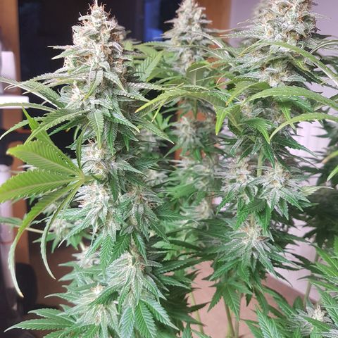 3xRuntz🤪&1xCritical🧐 growlog photo: Critical wird morgen geerntet 🤩