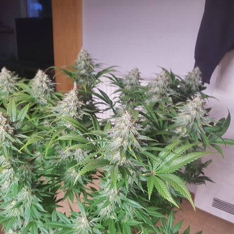 3xRuntz🤪&1xCritical🧐 growlog photo: Critical wird morgen geerntet 🤩