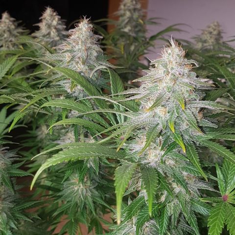 3xRuntz🤪&1xCritical🧐 growlog photo: Critical wird morgen geerntet 🤩