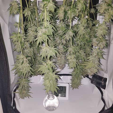 3xRuntz🤪&1xCritical🧐 growlog timeline photo