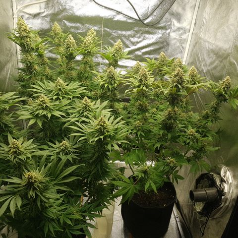 3xRuntz🤪&1xCritical🧐 growlog timeline photo