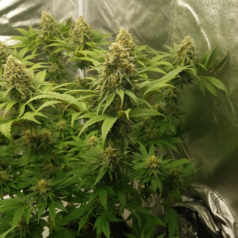 3xRuntz🤪&1xCritical🧐 growlog timeline photo