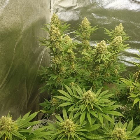 3xRuntz🤪&1xCritical🧐 growlog timeline photo