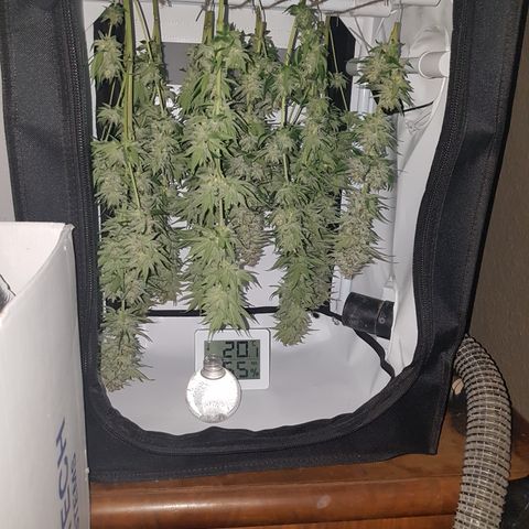 3xRuntz🤪&1xCritical🧐 growlog timeline photo