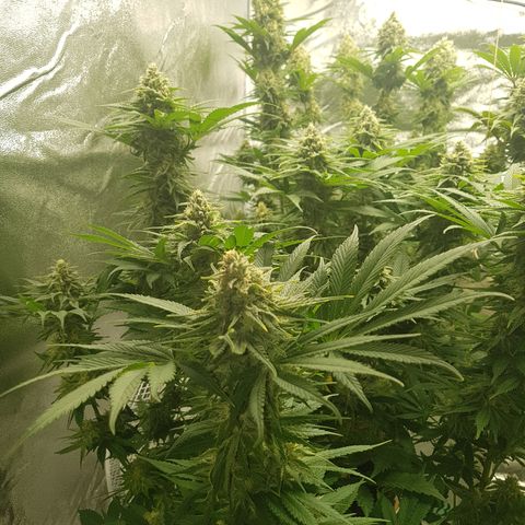 3xRuntz🤪&1xCritical🧐 growlog timeline photo