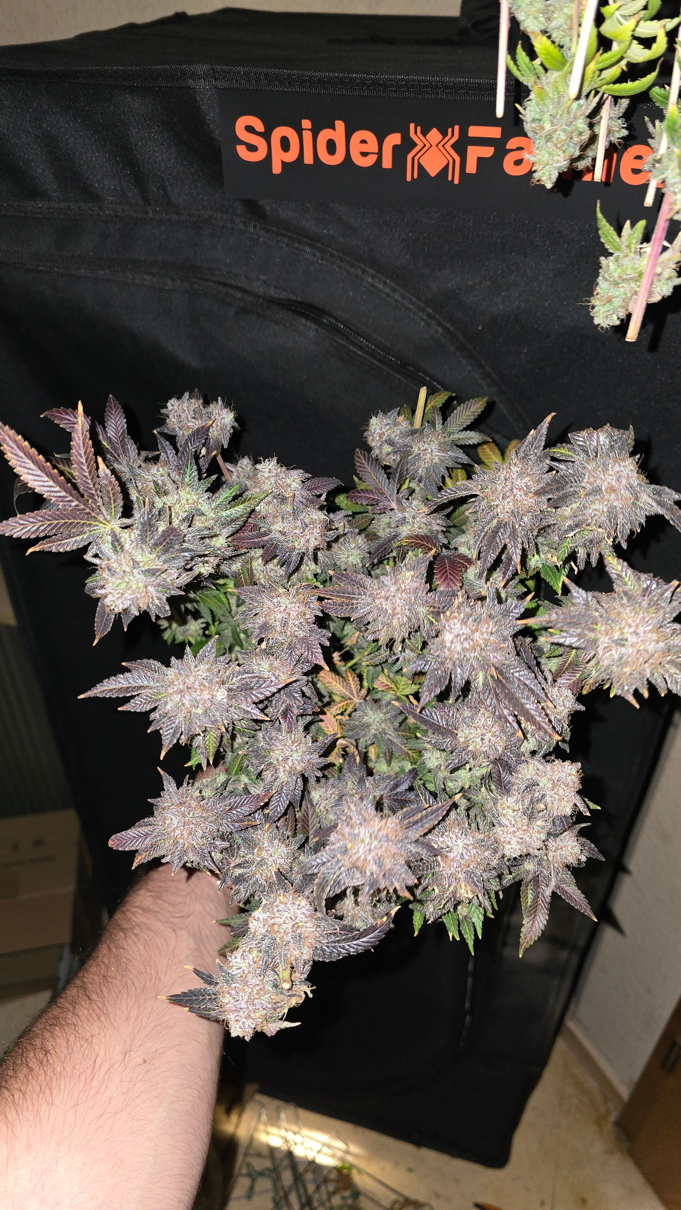Somango XL 🥭 growlog header