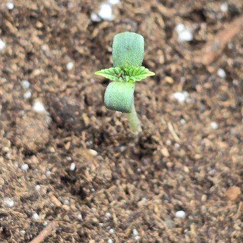 Purple Queen 🟣 [TOPPING + LST EXPERIMENT] growlog timeline photo