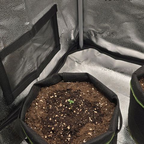 Purple Queen 🟣 [TOPPING + LST EXPERIMENT] growlog timeline photo